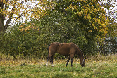 The horse is grazing in the field in autumn, fall season theme