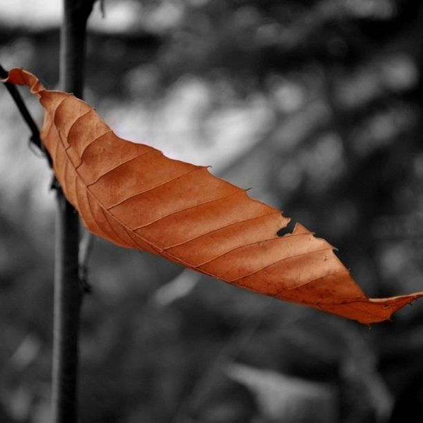 autumn, focus on foreground, change, leaf, close-up, season, orange color, leaves, dry, maple leaf, selective focus, nature, day, outdoors, leaf vein, natural pattern, no people, beauty in nature, red, tranquility