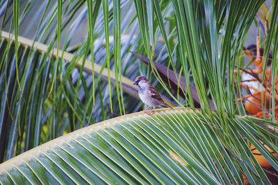 View of bird on palm tree