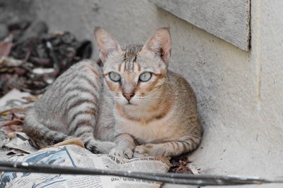 Close-up of cat