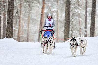 Man riding dog on snow covered trees during winter