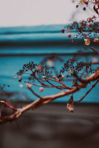 Close-up of cherry blossom