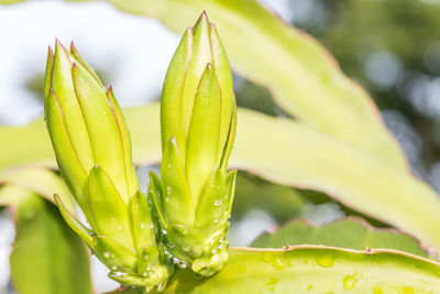 Close-up of wet plant