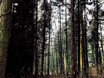 Pine trees in forest