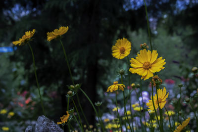 Close-up of yellow flowering plant on field