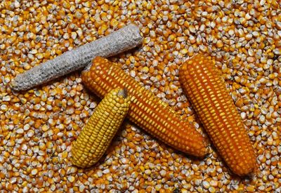 Full frame shot of yellow