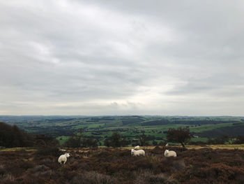 Sheep in a field