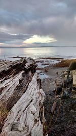 Driftwood on beach against cloudy sky