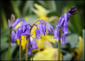 Close-up of purple flowers