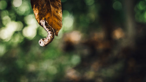 Close-up of a reptile against blurred background