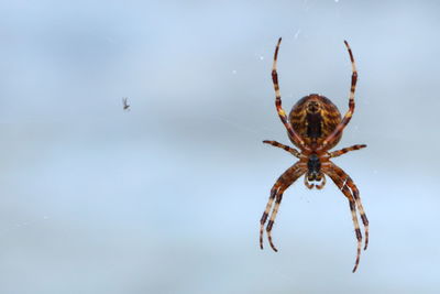 Close-up of spider on web against clear sky