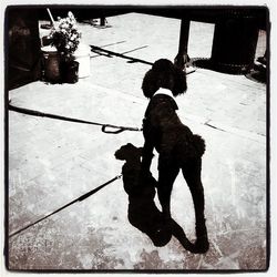 High angle view of woman standing on street