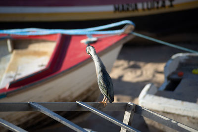 Soco bird standing on the fishing boat waiting for food. 