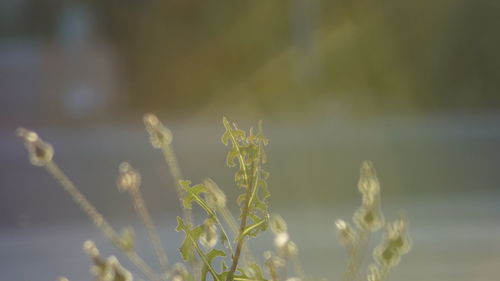 Close-up of fresh plant in field