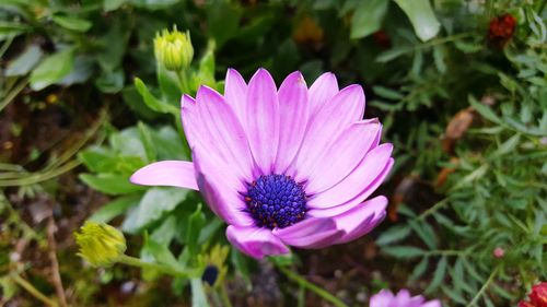 Close-up of pink flower