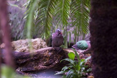 View of bird on a tree