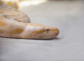 Close-up of lizard