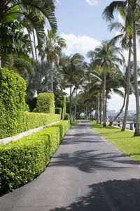 Road passing through forest