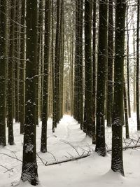 Trees in snow covered forest