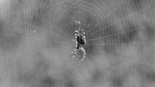 Close-up of spider on web