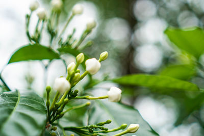 Close-up of white flowering plant