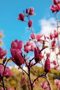 Close-up of pink cherry blossoms against sky