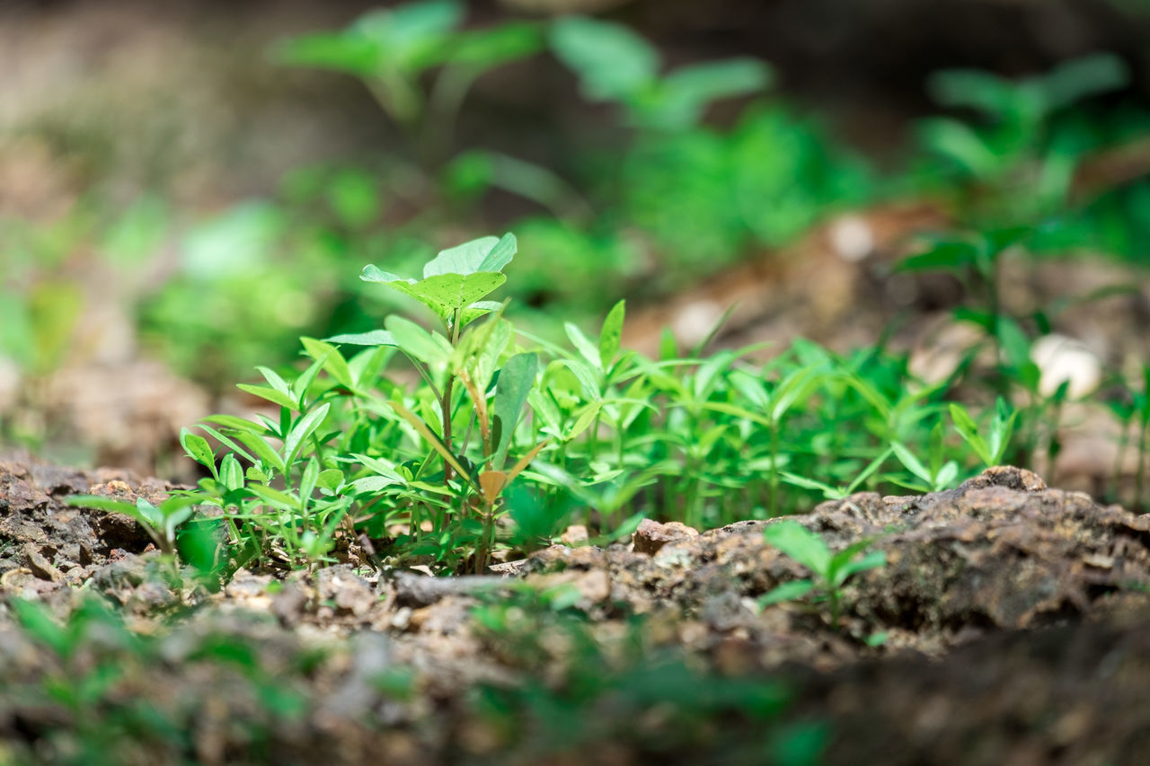 CLOSE-UP OF SMALL PLANT ON FIELD