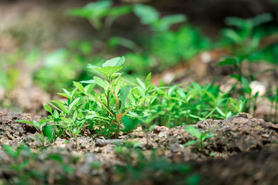 Close-up of small plant growing on land