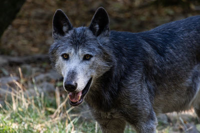 Grey wolf portrait 