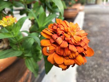 Close-up of orange marigold blooming outdoors