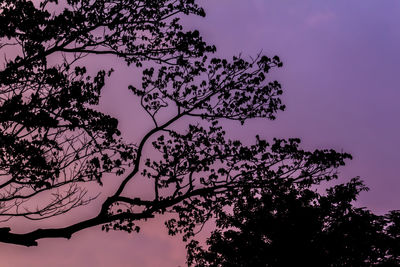 Low angle view of silhouette tree against sky at sunset