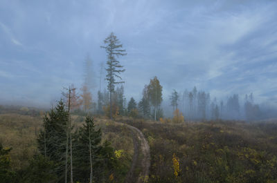 Panoramic view of trees in forest against sky