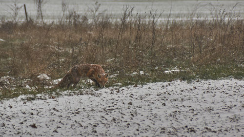 Side view of giraffe on field during winter