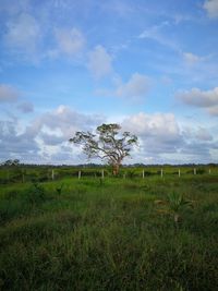 Tree on field against sky