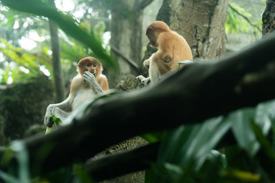 Low angle view of monkeys sitting on tree in forest