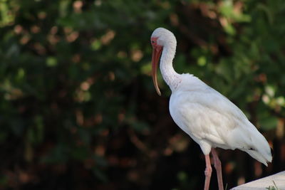 Close-up of white bird perching on a flower