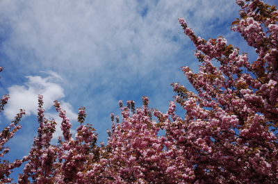 Low angle view of pink flowers