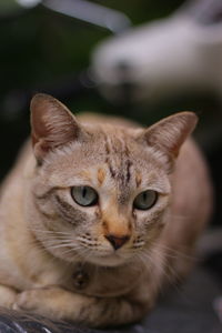 Close-up portrait of tabby cat