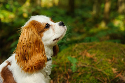 Close-up of cavalier king charles spaniel by trees in forest