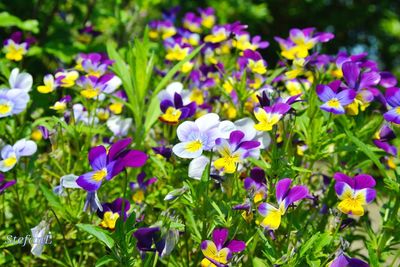 Close-up of purple flowers blooming in field