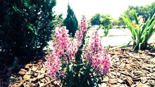 Full frame shot of flowers