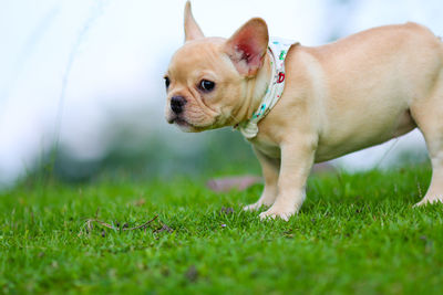 Dog looking away on field