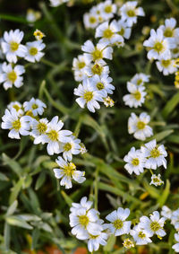 Close-up of white flowering plants