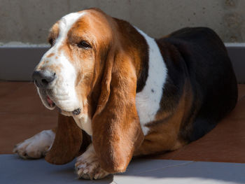 Close-up of dog lying on floor