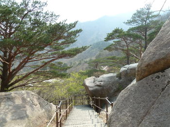 Scenic view of tree by mountain against sky