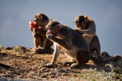 Monkeys sitting on a land