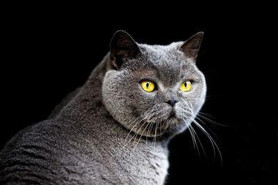 Close-up portrait of a cat looking away