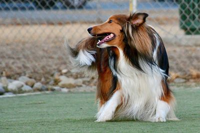 View of a dog looking away