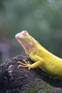 Close-up of lizard on rock