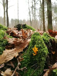 Close-up of fresh plants in forest